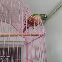 طوطی..گرینچیگ