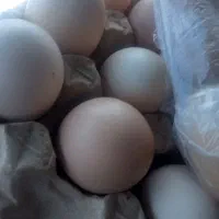 تخم مرغ محلی تازه