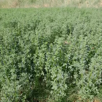 فروش یونجه