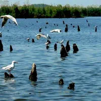 قایق سواری تلاب بندر انزلی|تور و چارتر|بندر انزلی, میان پشته|دیوار