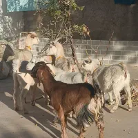 کولارسانن|حیوانات مزرعه|قائن, |دیوار