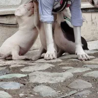 توله فوری فروشی