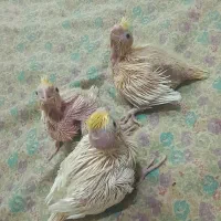 جوجه عروس هلندی
