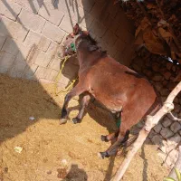 قاطر سواری،وباری،4سال|اسب و تجهیزات اسب‌سواری|ایذه, |دیوار