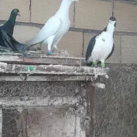 کفتر قلدر پرشی