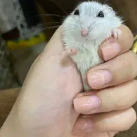 همستر کمپل خونگی|موش و خرگوش|اصفهان, صائب|دیوار