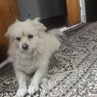 سگ پاکوتاه طرفای هنرستان گمشده