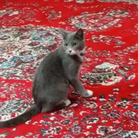 گربه اسکاتیش فروشی