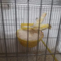 سه جفت قناری آماده و مست.