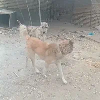 سک افغانی نر دوساله