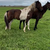 اسب سرخ پوستی آرام در سلامت کامل