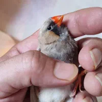فنچ ایزابل