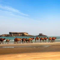 گشت جزیره قشم با راننده بومی.|تور و چارتر|درگهان, |دیوار