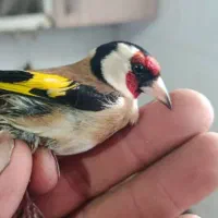 سهره نر  چهار گل