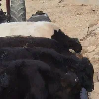 گوساله نر کوردی