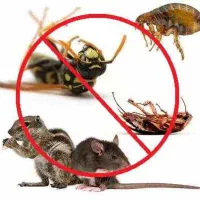 سم پاشی سوسک و باغچه و موریانه سقف