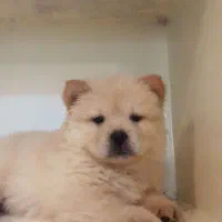 چاوچاو ۶۰روزه سفید .کرم..پرتقالی رنگ