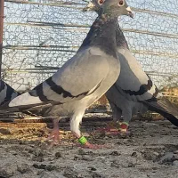 قناری مست وکفتر آلمانی|پرنده|تربت‌حیدریه, بازار|دیوار