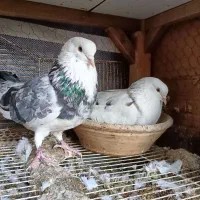 فروش کبوتر پرشی