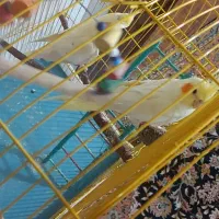 جفت عروس هلندی معاوضه با گیرینجک اهلی|پرنده|خوی, |دیوار