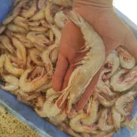 میگو سایز درشت زمین کن پلویی