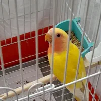 طوطی برزیلی|پرنده|پرند, فاز ۴|دیوار
