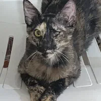 واگذاری ماده عقیم  شده یکساله  dsh