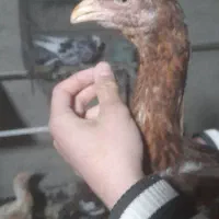 جوجه لاری مرغ لاری|حیوانات مزرعه|رباطکریم, شترخوار|دیوار