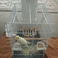 جوجه عروس هلندی لوتینو با قفس و لوازم