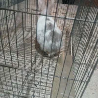 خ ر گگو ش|موش و خرگوش|کوهدشت, |دیوار