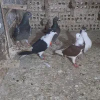 کبوتر