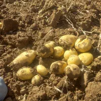 سیب زمینی  جلی  ۲۰۰ تن به فروش می‌رسد|خوردنی و آشامیدنی|زنده رود, |دیوار