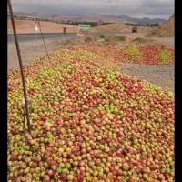 خریدارسیب ابگیری..ضایعات|خدمات باغبانی و درختکاری|زنجان, |دیوار