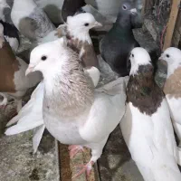 کفترطوقی|پرنده|مشکین‌دشت, |دیوار