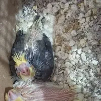 جوجه عروس هلندی
