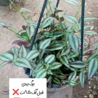 آف ویژه گل آپارتمانی|گل و گیاه طبیعی|بیرجند, |دیوار