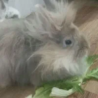 خرگوش|موش و خرگوش|اردبیل, |دیوار