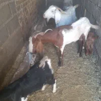 ۲راس بززاییده۳۲هردوبزبابزغاله یک نریک ماده