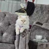 گمشده|گربه|خوی, |دیوار