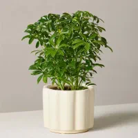 گلدان طبیعی ویژه
