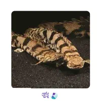 ماهی پولی ، نایف ، آروانا