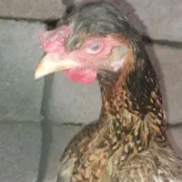 مرغ|حیوانات مزرعه|سراوان, |دیوار