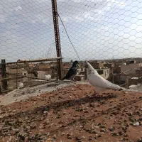 کبوتر پرشی|پرنده|اصفهان, عمان سامانی|دیوار