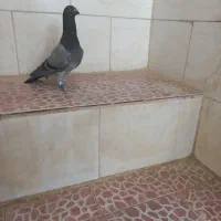 نرجوانه پرغلط