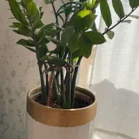 گل زاموفیلیا با گلدون