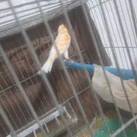 قناری نر|پرنده|باغ بهادران, |دیوار