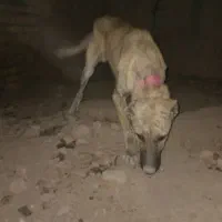 سگ واگزار میشود