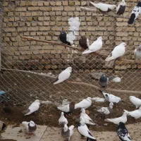 طوقی ،دمسیاه دمسرکه ای،سروته قزوینی ،پلاکی نامور