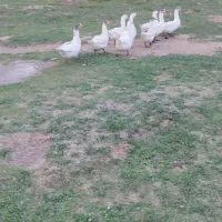 غاز قو|حیوانات مزرعه|بیله سوار, |دیوار