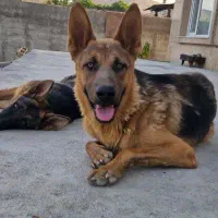 سگ ژرمن|سگ|کرمانشاه, |دیوار